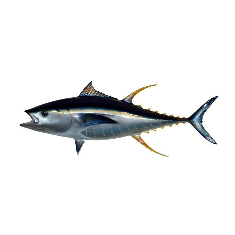 Gelbflossen Thunfisch