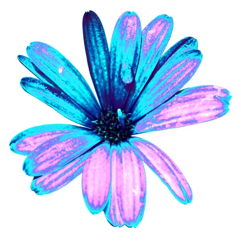 Fleur turquoise et rose