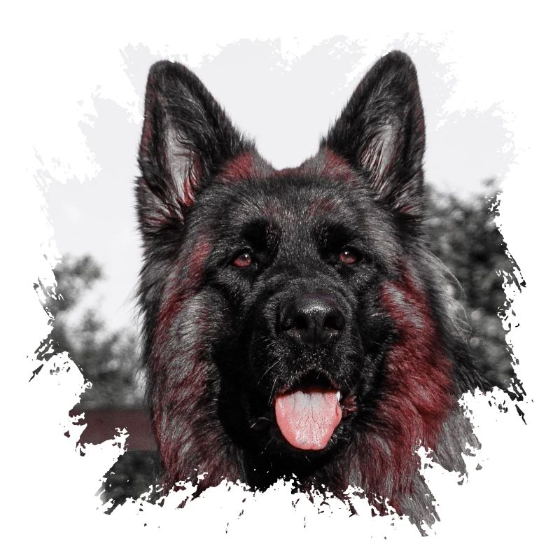 German shepherd