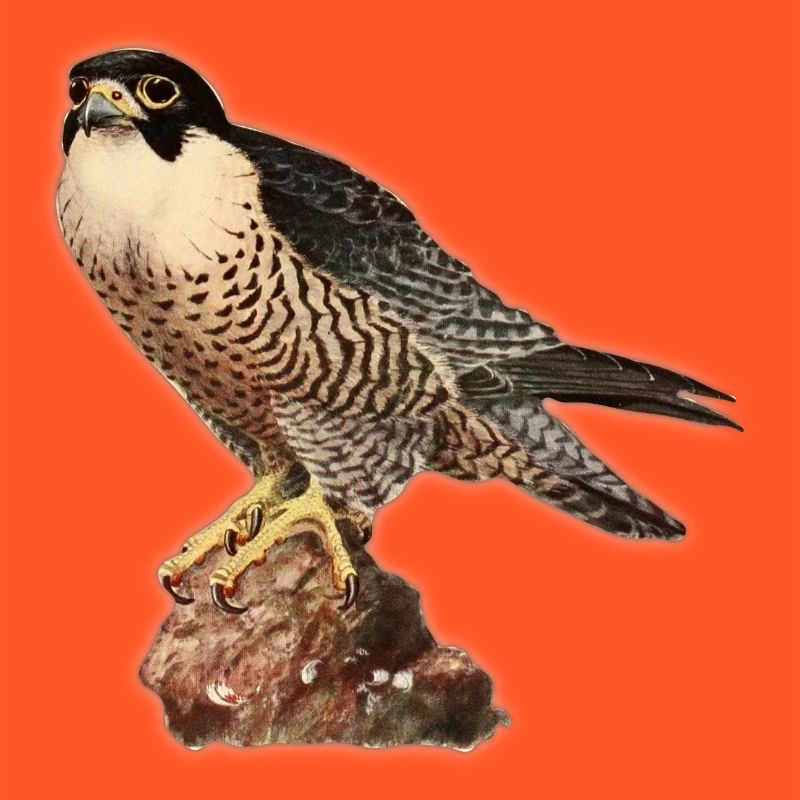 Falcon kestrel