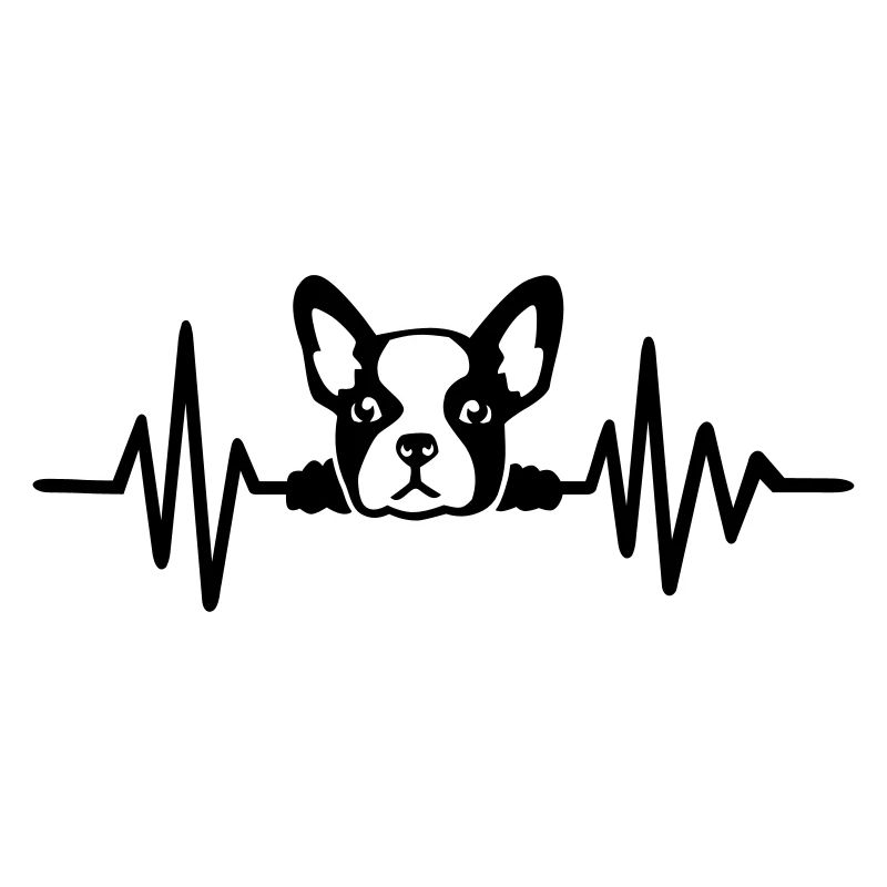 French bulldog