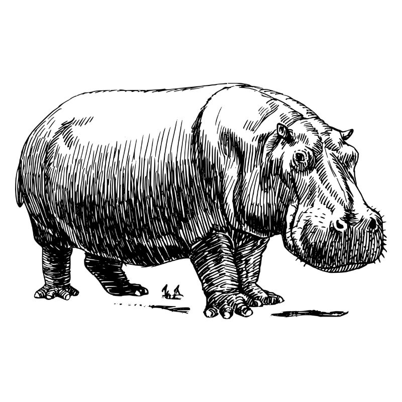 Nilpferd