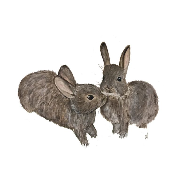 rabbit