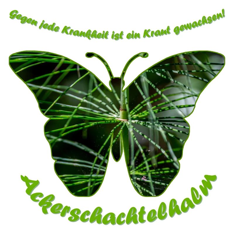 ackerschachtelhalm schmetterling