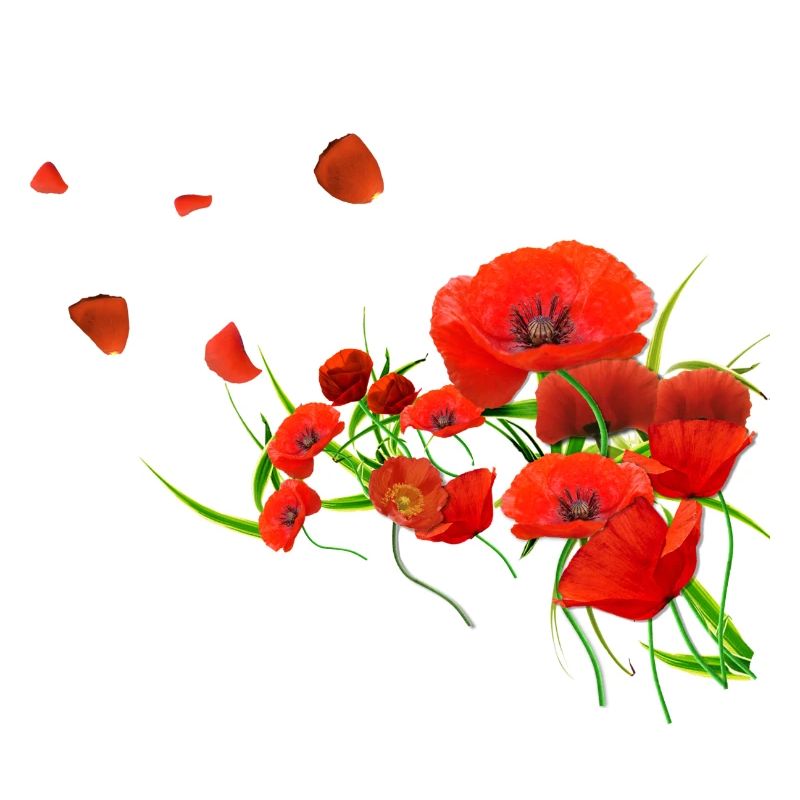 Coquelicots