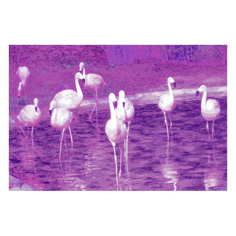 Flamingos, Rosen.