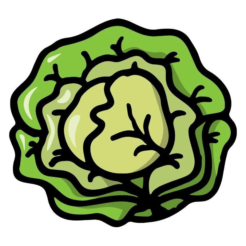 Salad cabbage vegetables - Salad cabbage vegetable