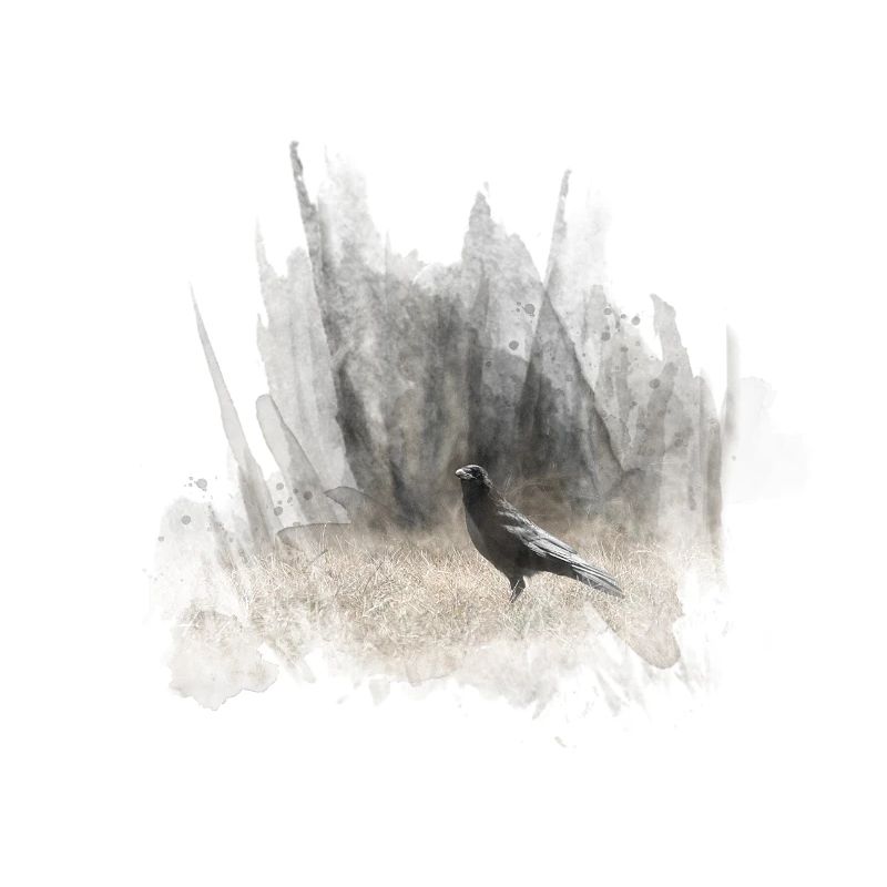 Black Crows Dark Forest