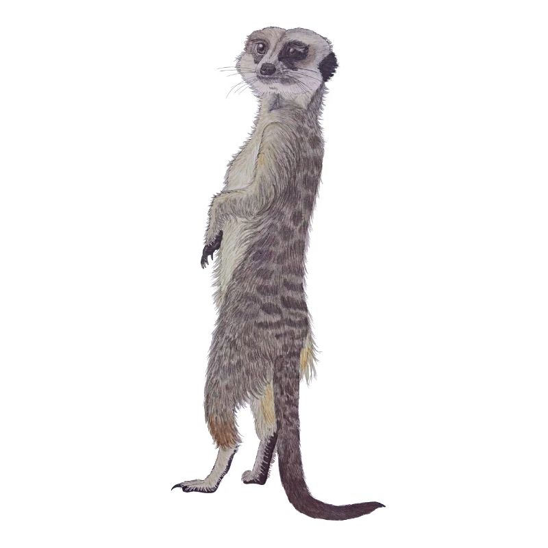 aufrecht stehendes Erdmännchen