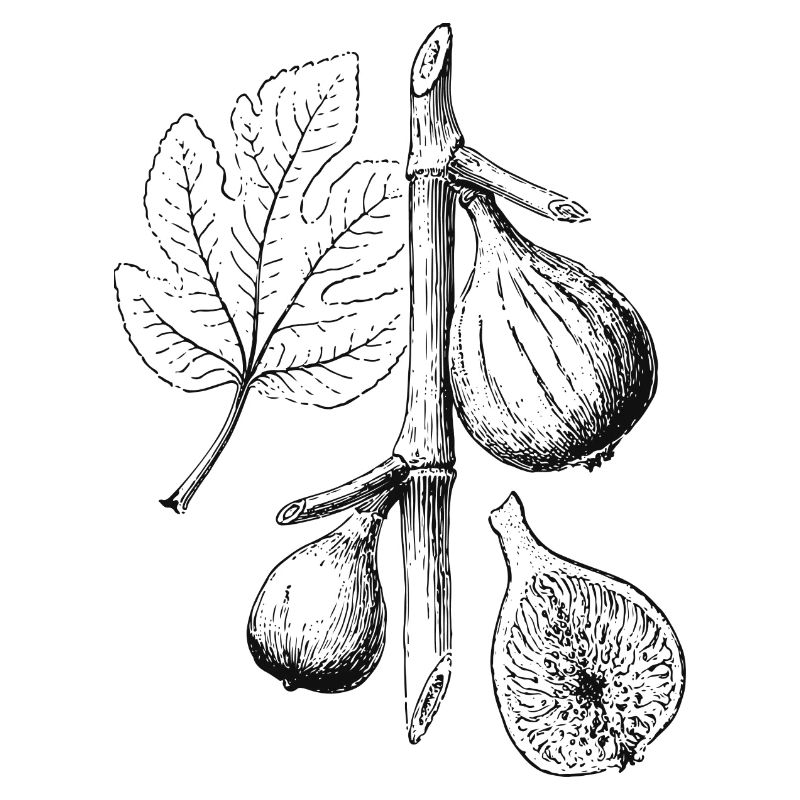 Feige-v10 [Konvertiert]