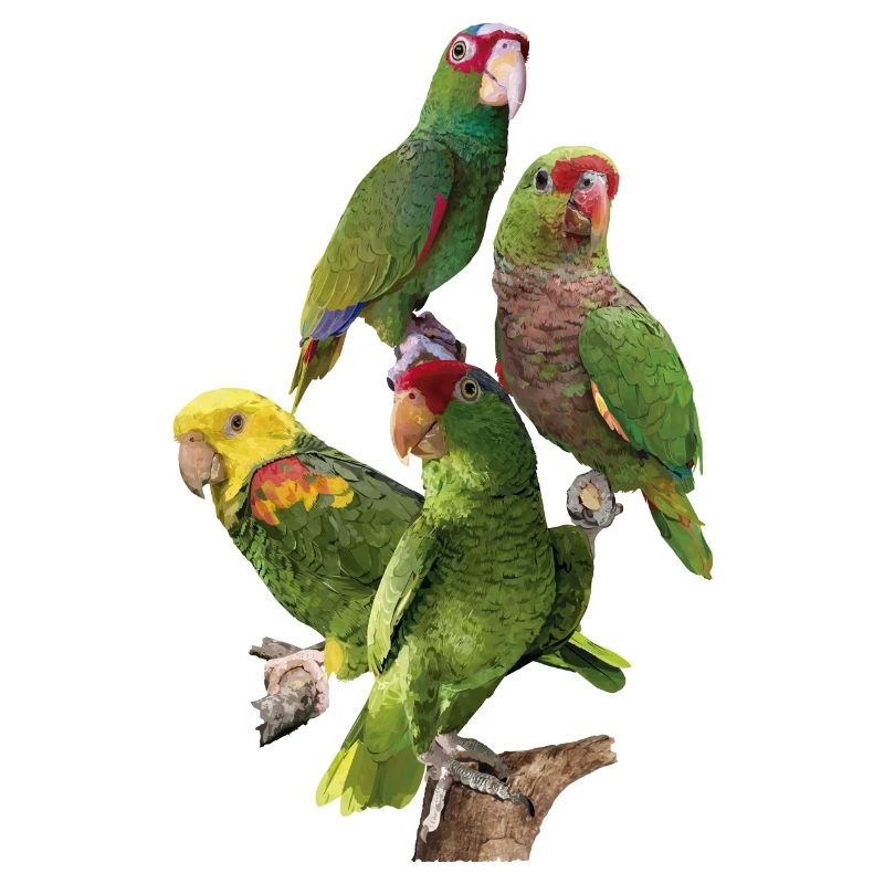 Perroquets amazoniens