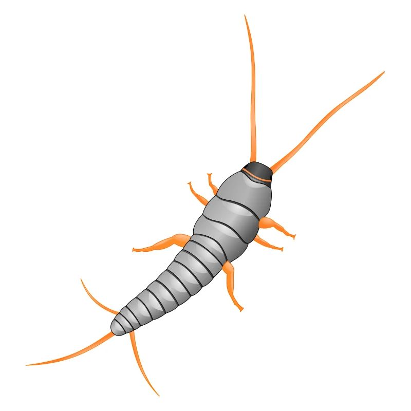 Silberfischchen, Lepisma saccharina, silverfish