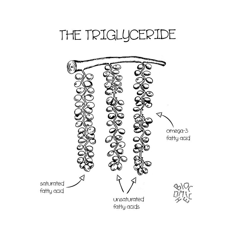 Triglycerid