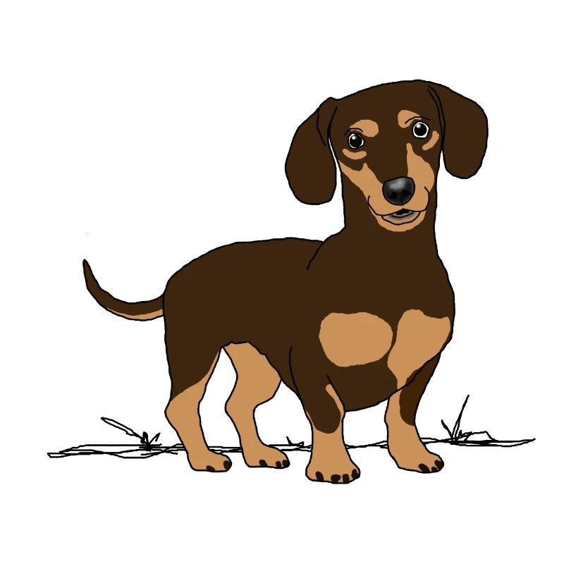 Teckel, chien
