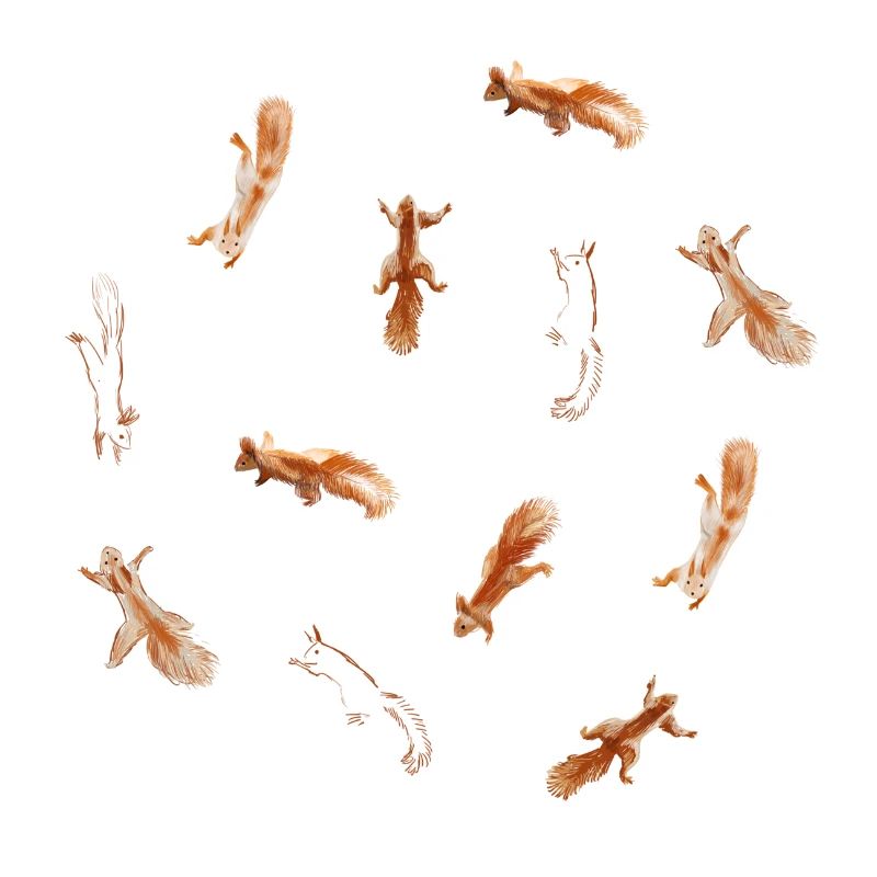 Eichhörnchen Squirrels