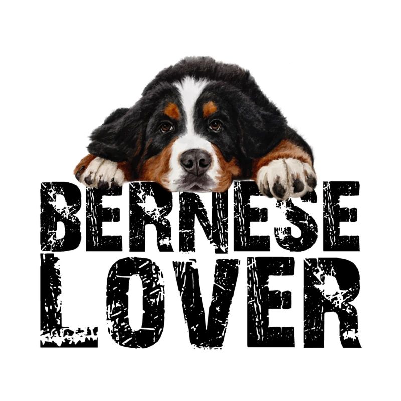 Bouvier bernois