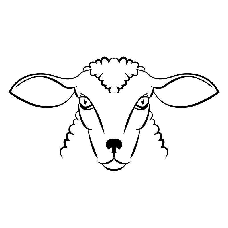 sheep