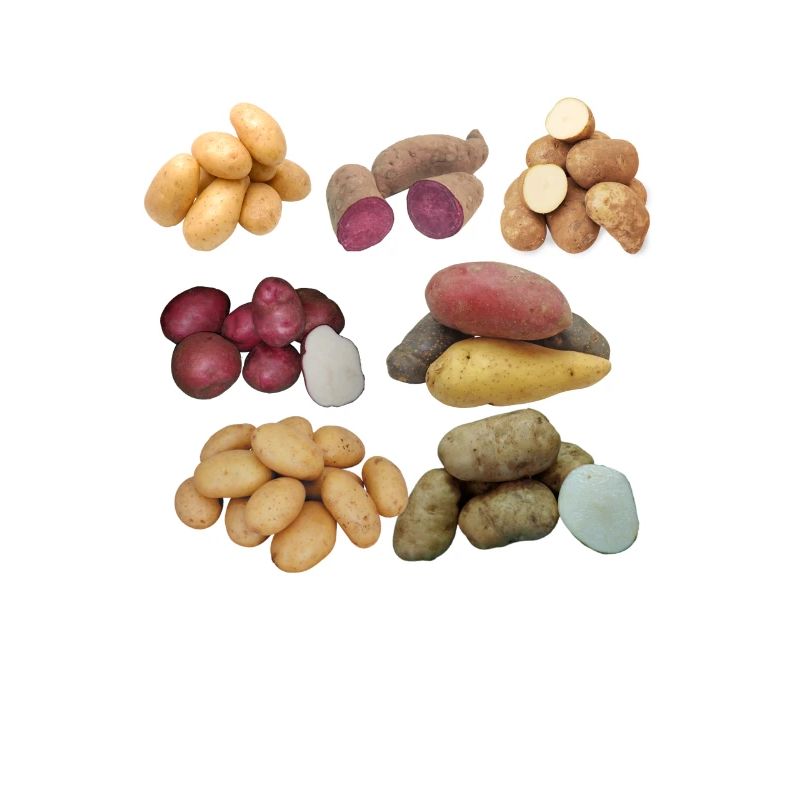 Toutes sortes de pommes de terre