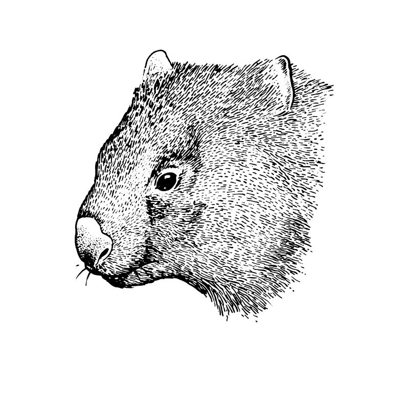 wombat drawing