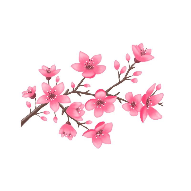 Cherry blossoms