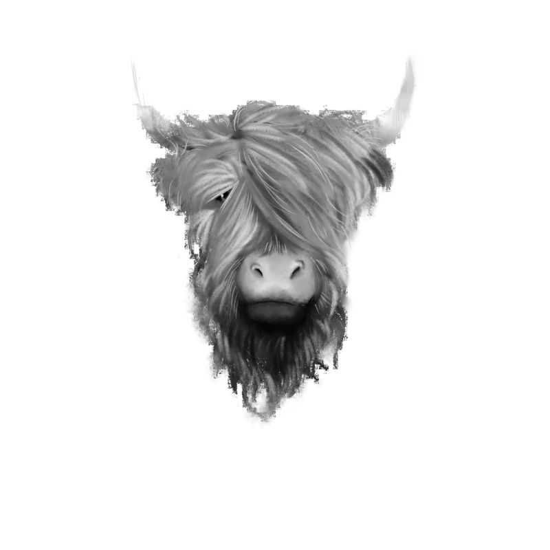 Bovins écossais des Highlands