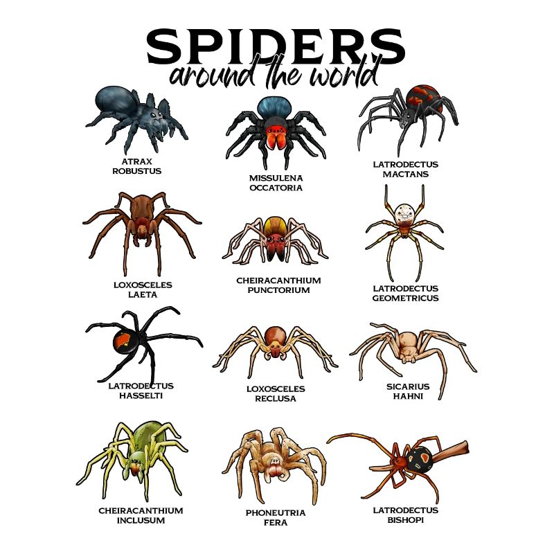 Araignées dans le monde - Araignées