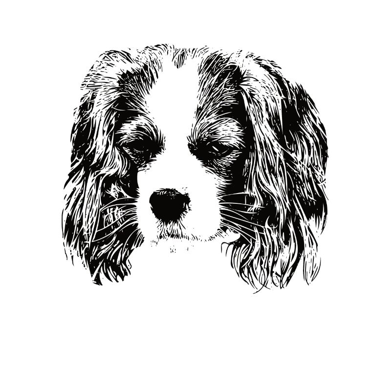 cavalier roi Charles Spaniel