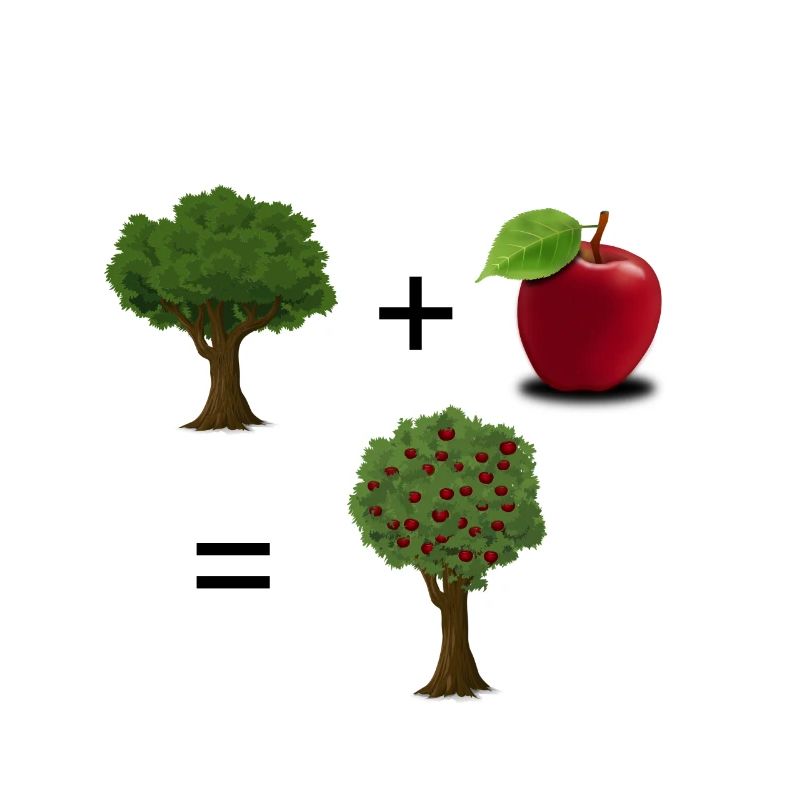 Pflanze + Apfel = Apfelbaum
