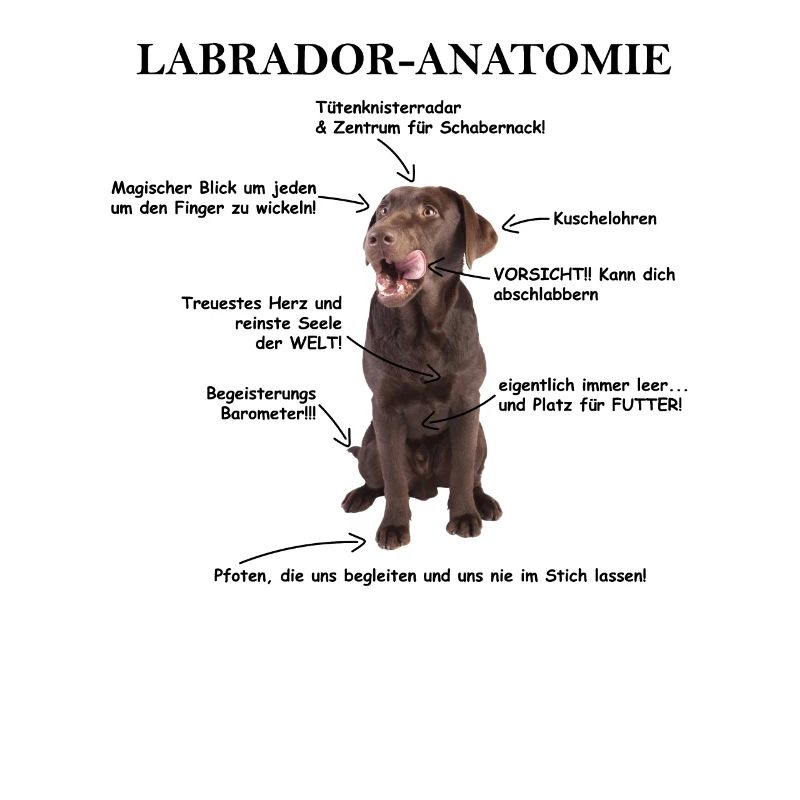 Anatomie eines Labradors Erklärungsbild