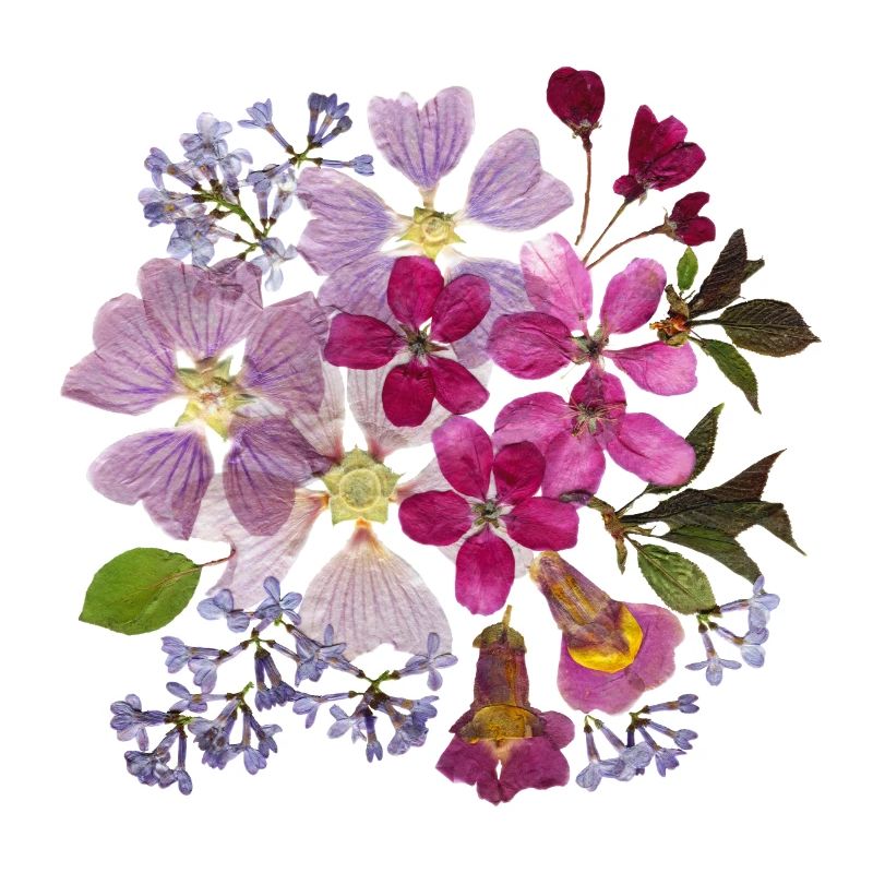 Lilac, Cherry Blossoms and Mallow pressed flowers
