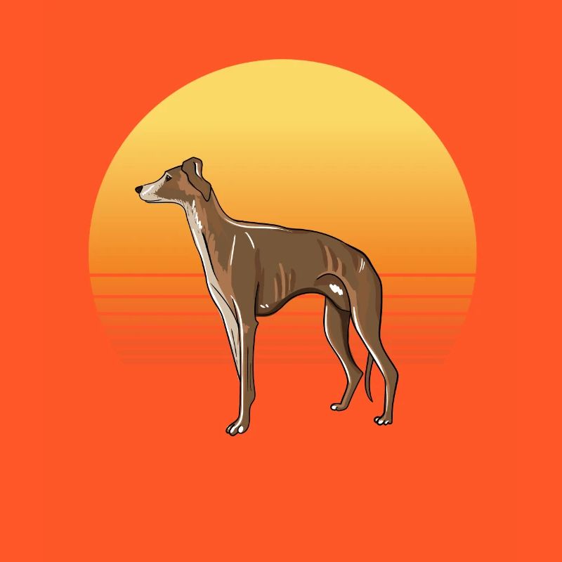 Soleil de lévrier
