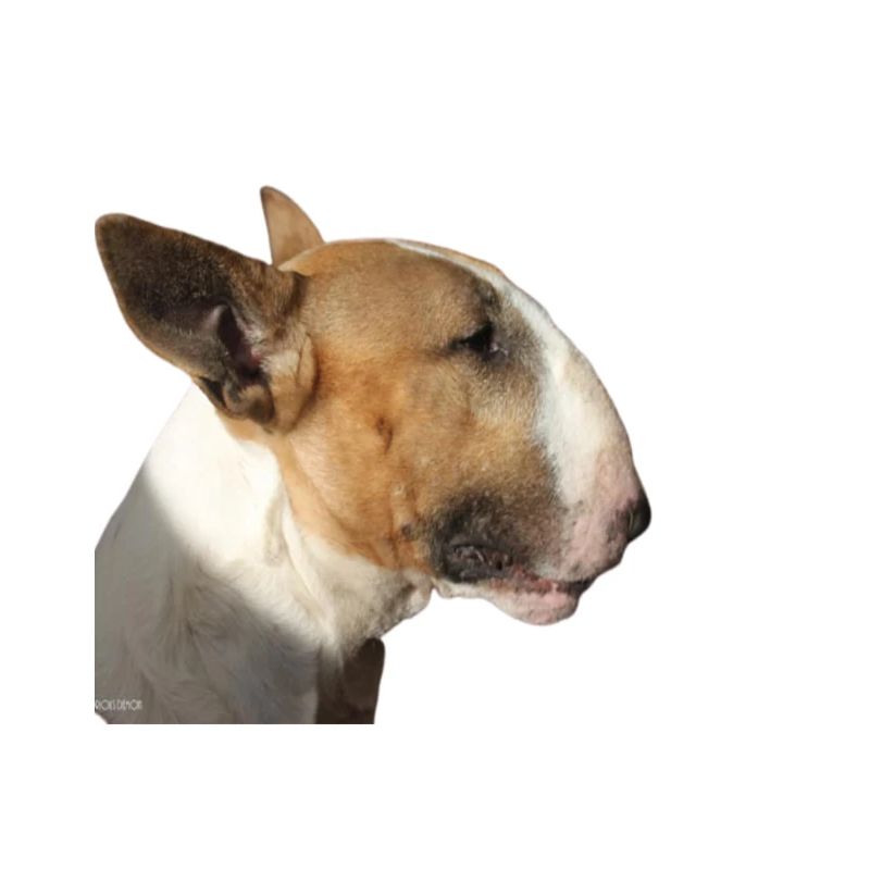 Bull-Terrier