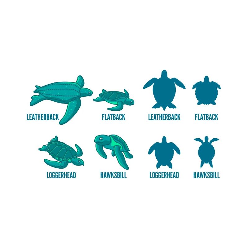 Schildkrötennamen Schildkröten Geschenk