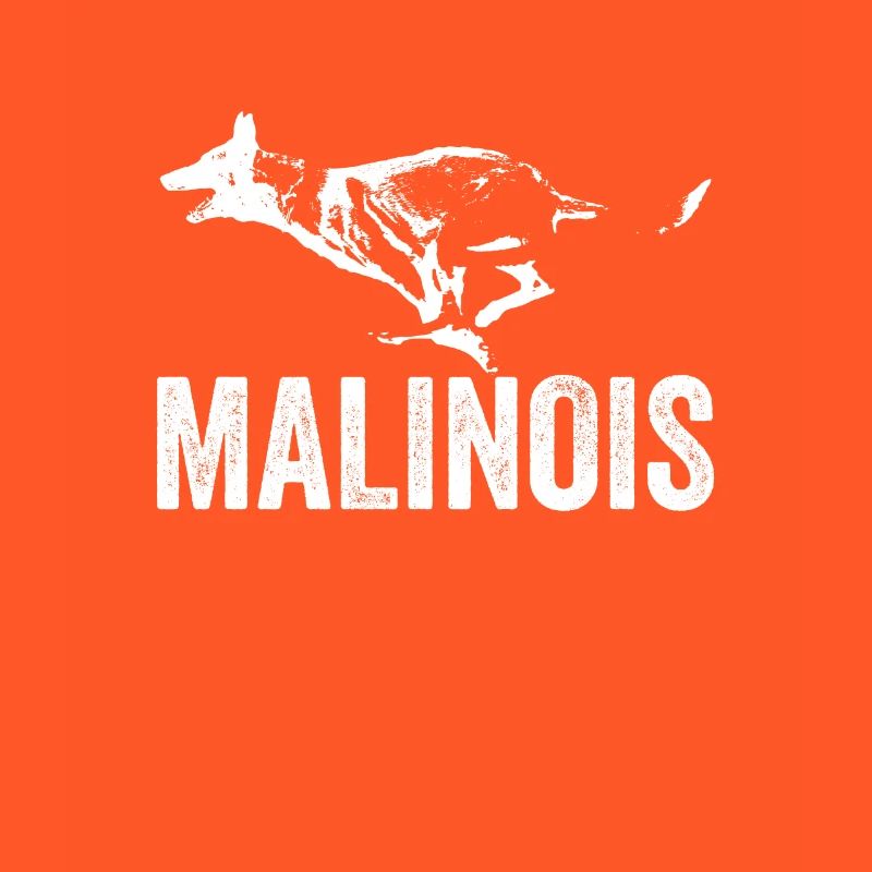 Belgian Shepherd Dog I Mechelaar I Malinois