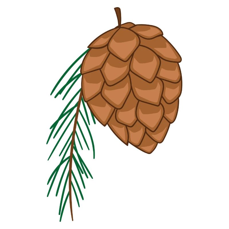 Pommes de pin