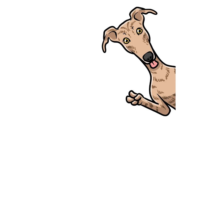 Galgo espanol Hund Spanischer Windhund