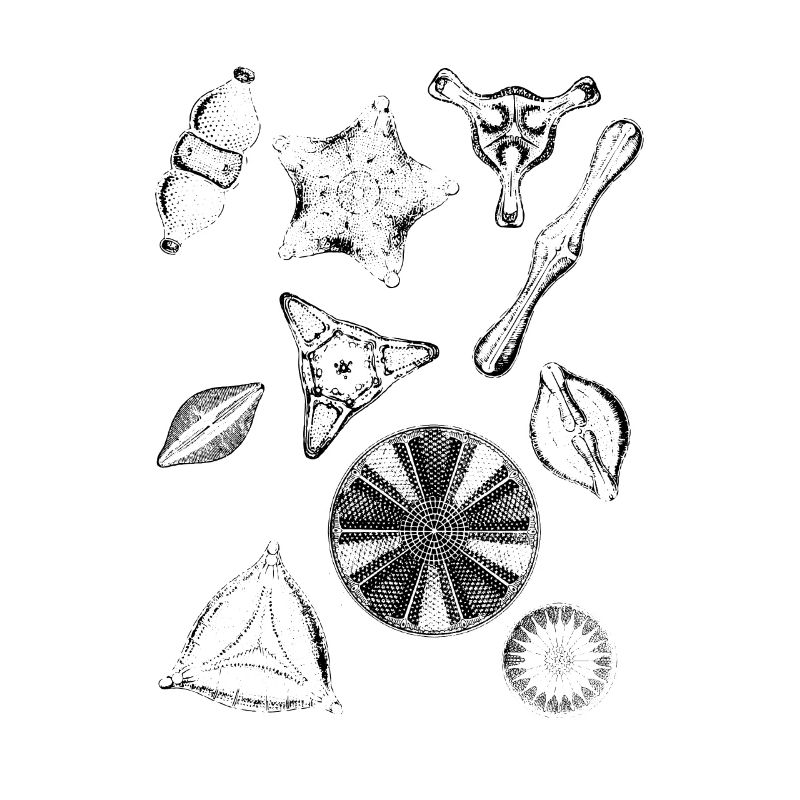 diatoms, algae diatom