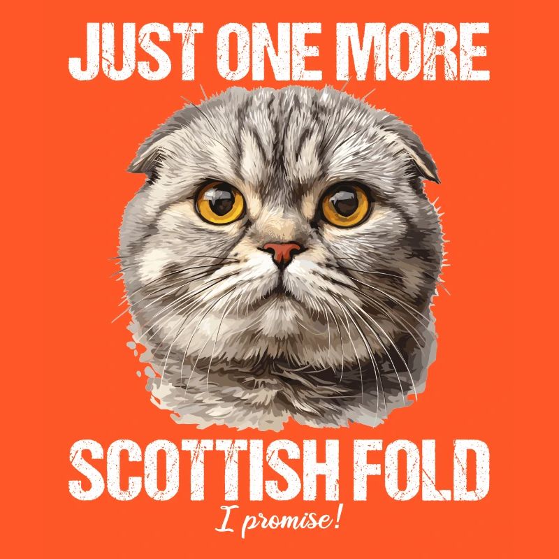 Scottish Fold Kitten Scottish Fold chat