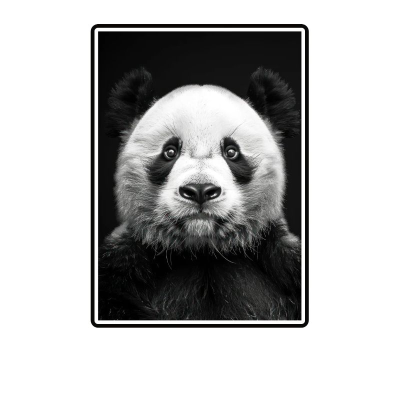 Giant Panda Große Pandas Großer Panda