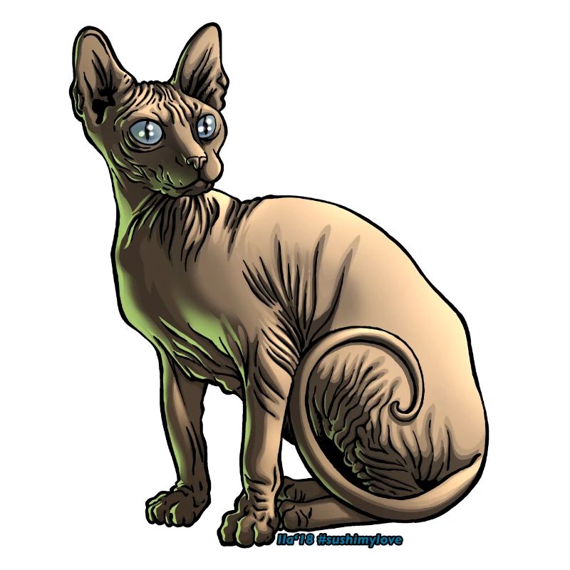 sushi le chat sphynx