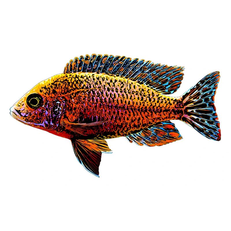 Aulonocara Aquarium Cichlide Buntbarsch Malawisee