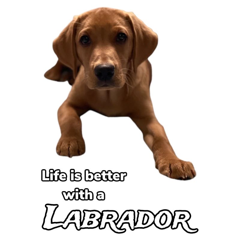 Life is better with a labrador