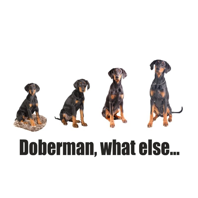 Doberman, what else ...
