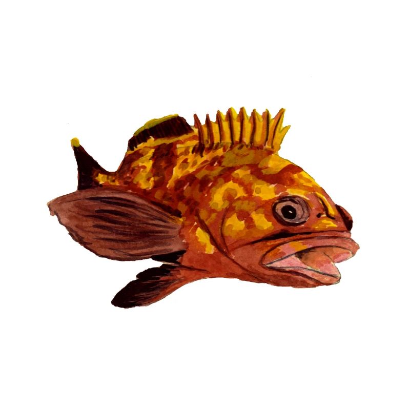 grouper