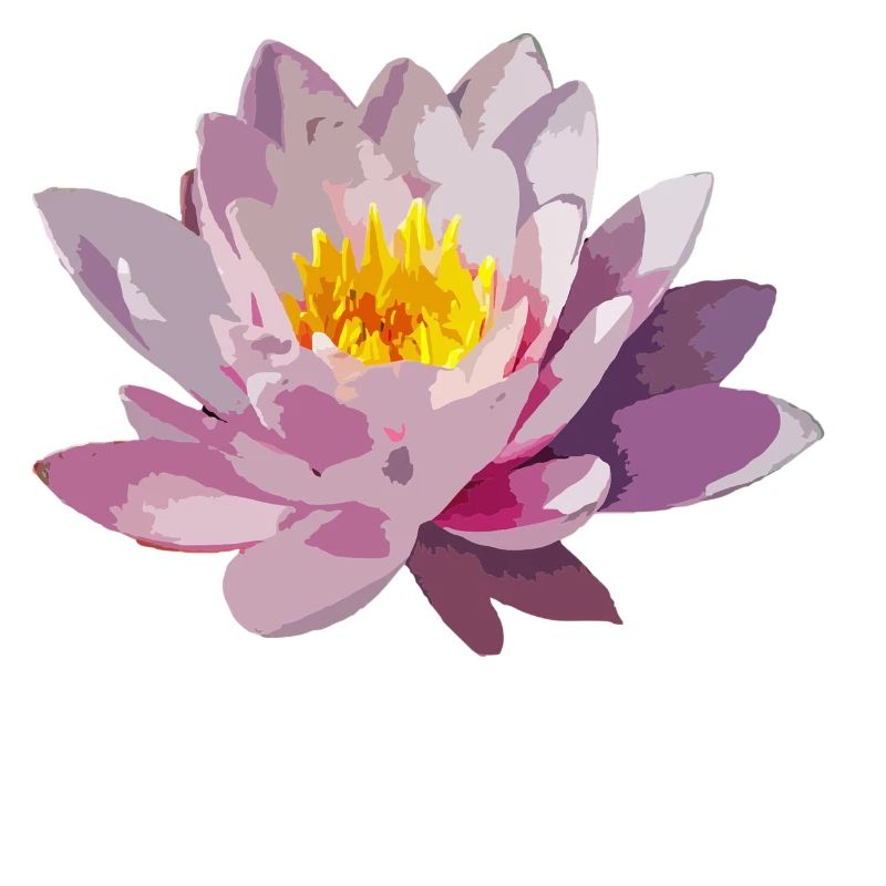 fleur de lotus