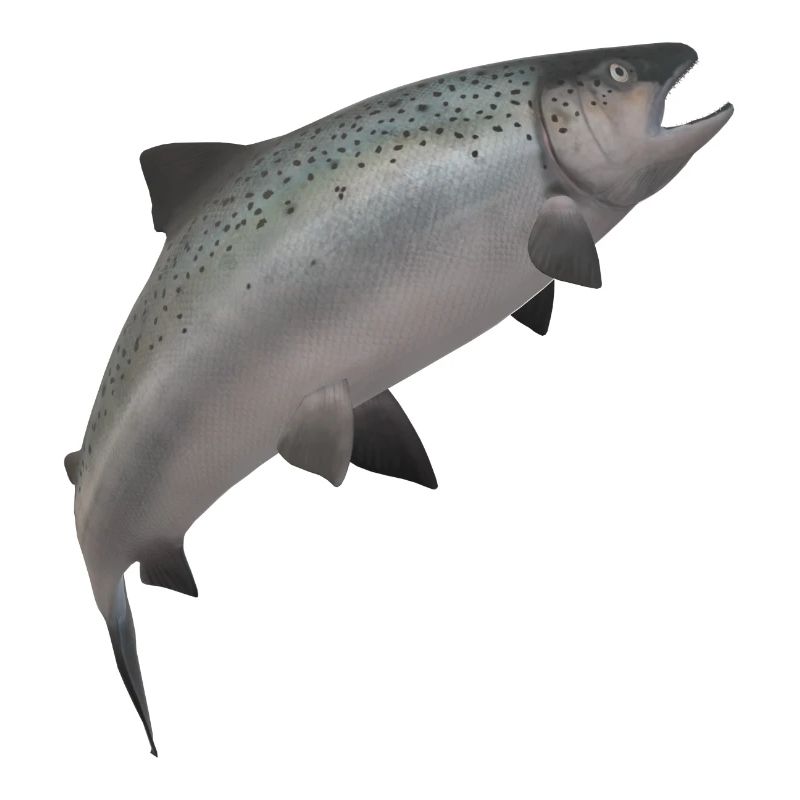 3D salmon