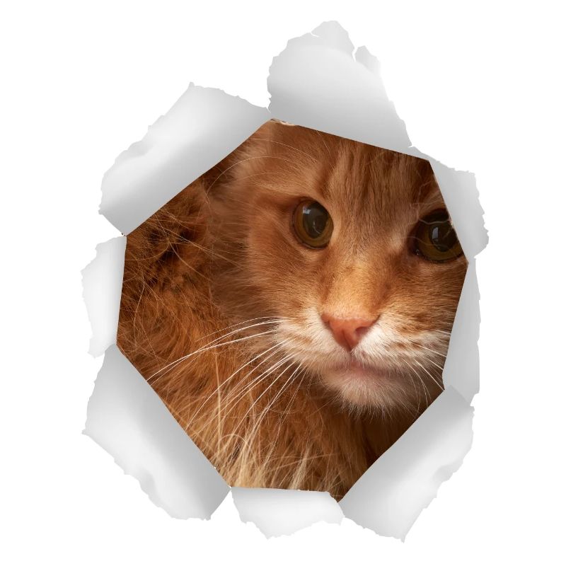 Katze Loch Papier