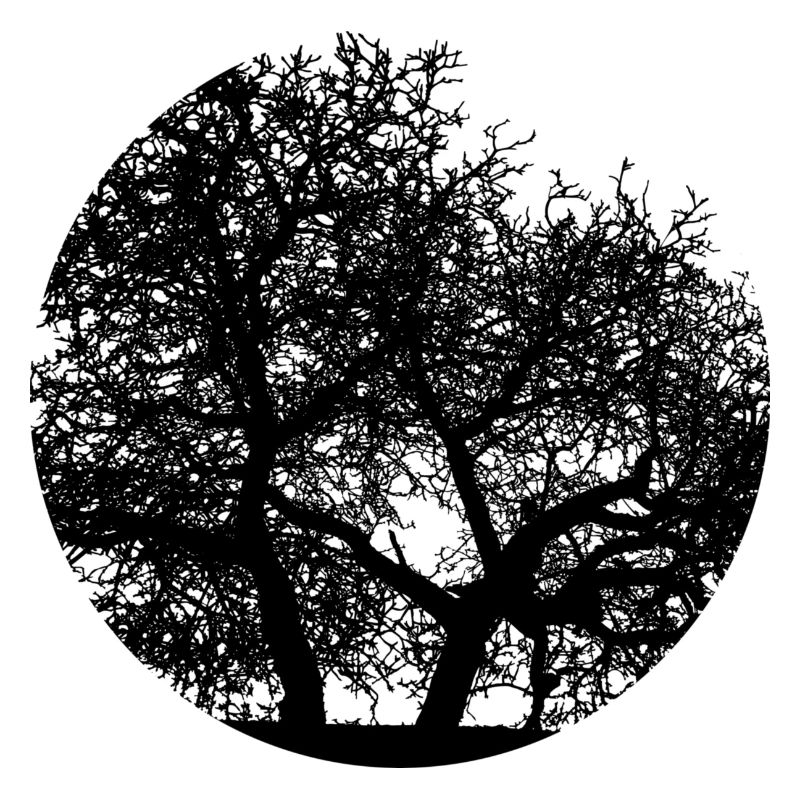 Baum