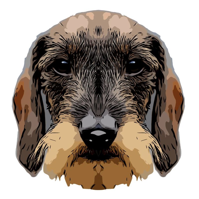 dachshund3 2