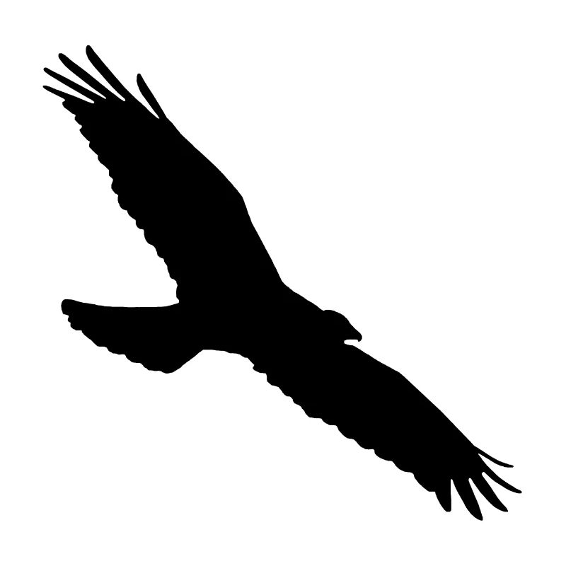 buzzard